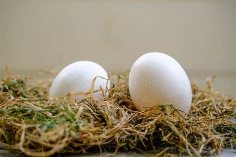 Two Chicken Eggs On Fresh Hay On A Blurry Background Selective Focus