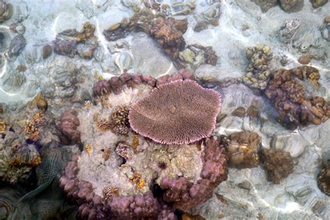 Saving Our Endangered Coral Reefs Edge Davao