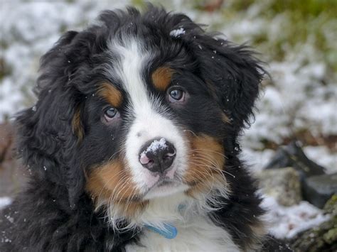 Bernese Mountain Dog Breed Information Training Temperament Personality