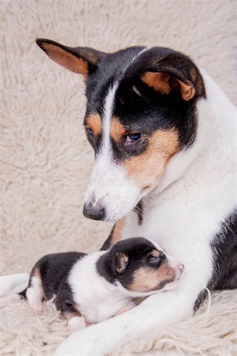 Newborn Basenji Puppy With Mother Stock Photo Image Of Mammal