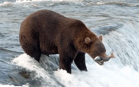 Alaska Magazine Katmai Bears At Brooks Falls