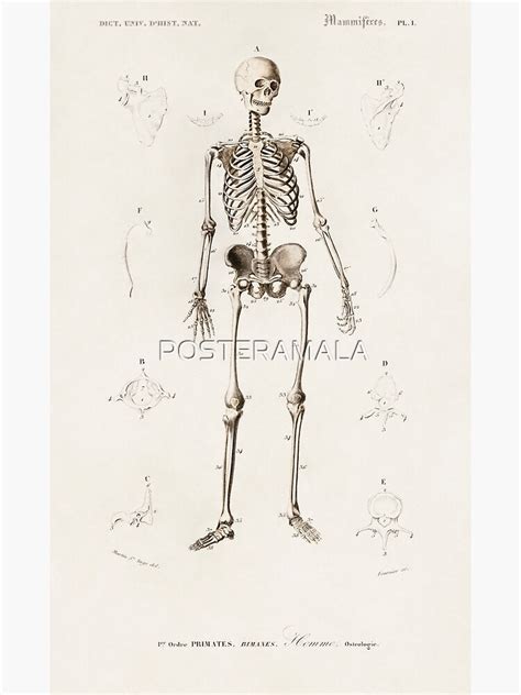 Human Skeleton Educational Chart Vintage Anatomy Poster By