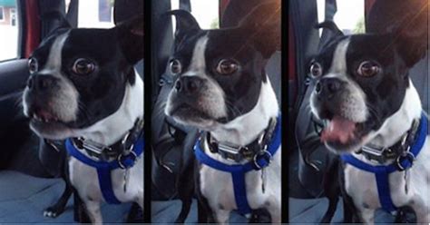 Boston Terrier Lets Out Hilariously Unusual Bark Every Time He Spots A Dog
