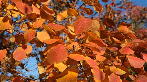 Download Wallpaper 3840x2160 Leaves Branches Tree Autumn Macro 4k