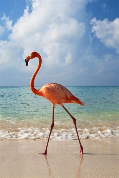 Flamingo Beach Stroll Pretty Birds Love Birds Beautiful Birds