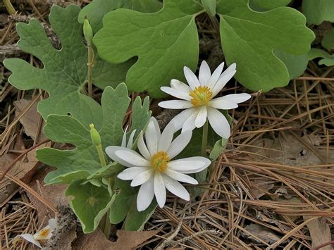 Bloodroot Planting Guide