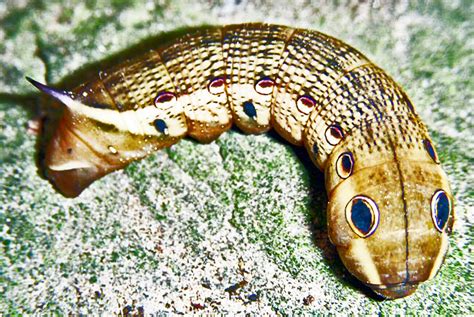 A Tersa Sphinx Moth Larva From League City Texas Bugs In The News
