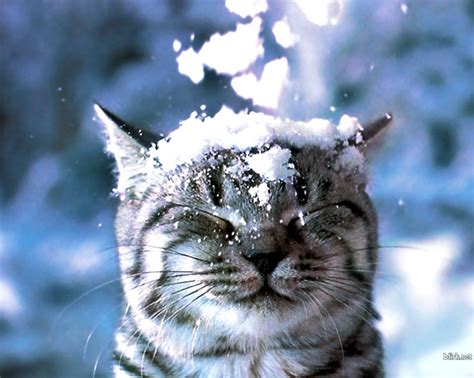 Cat Cute In The Snow Hd Wallpaper Wallpapers Point