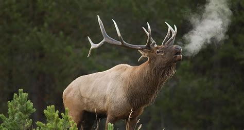 Nevada Elk Hunting Top Factors For A Successful Hunt Todays Adventure