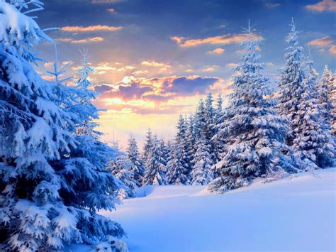 Winter Snow Trees Sky Sunset Nature Landscape