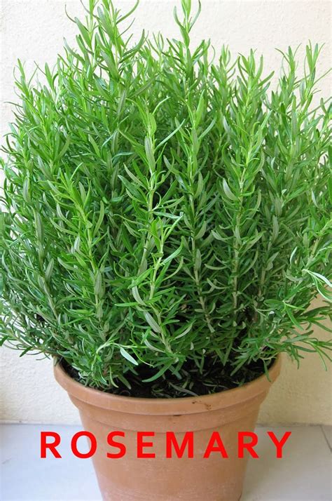 12 Best Herbs To Grow Indoors Rosemary Plant Best Herbs To Grow
