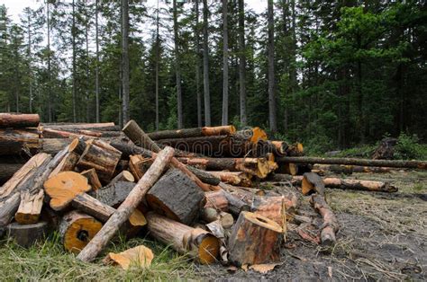 Piles Of Timber Along Road In Forest Stock Image Image Of Lumber