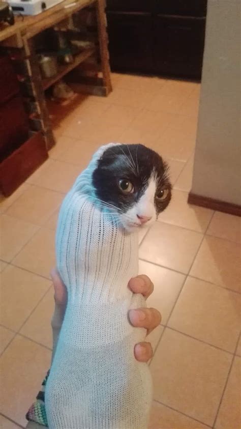 Psbattle Cat In A Sock Photoshopbattles