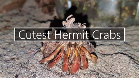 The third thing is how to sell your skins. Hermit Crabs - YouTube