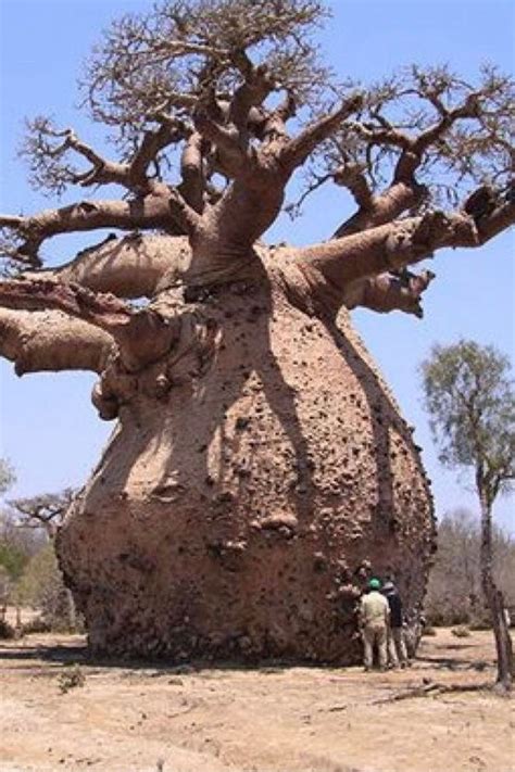 The Beauty Of Madagascars Giant Baobab Trees Weird Trees Baobab