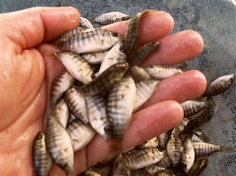 Fingerlings Rydawi Tilapia Fish Farms And Aquaculture