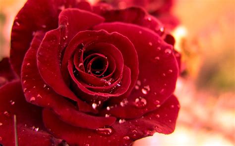 Hd Red Rose Best Wallpaper Hd Beautiful Red Roses Beautiful Flowers