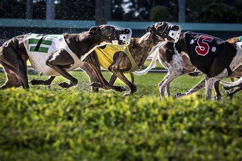 Florida Greyhound Racing Ban Triggers Lawsuit From Kennel Owners