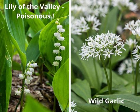 Wild Garlic Uses In Cooking Where Is My Spoon