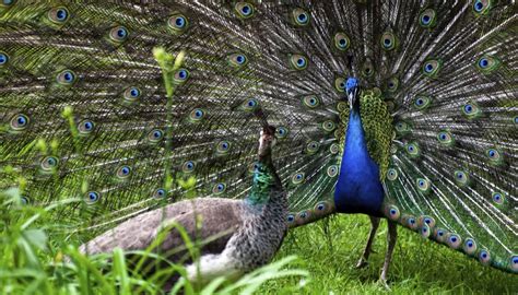 how do peacocks mate sciencing