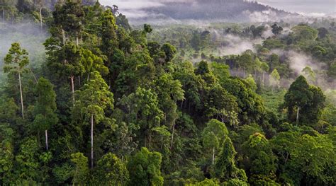 A Guide To Cambodias Cardamom Rainforest Wildlife Alliance