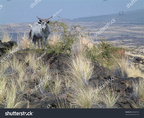 Wild Goats Located On The Big Island Of Hawaii Stock Photo 48049555