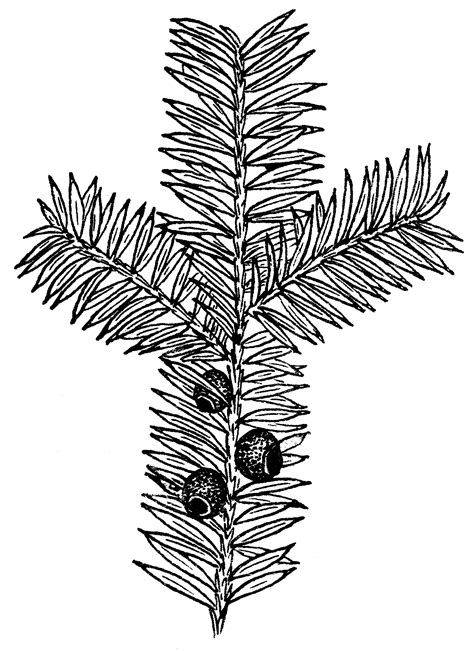 Yew Tree Drawing At Getdrawings Free Download