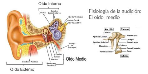 fisiología de la audición oído medio centro auditivo cuenca audífonos valencia