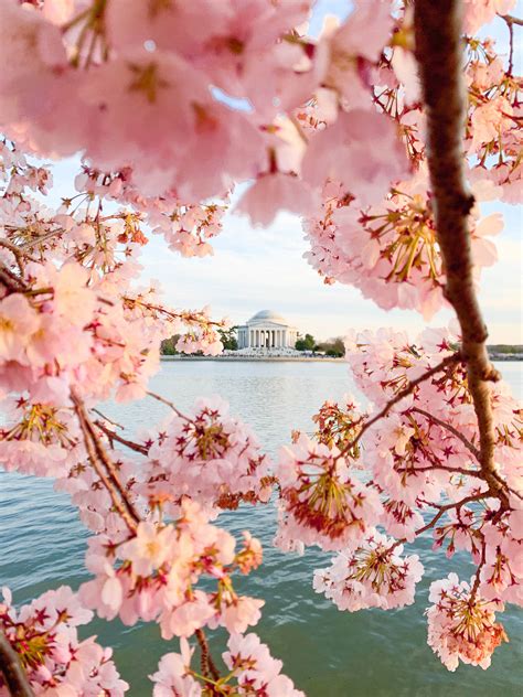 Washington Dc Cherry Blossoms A Touch Of Teal