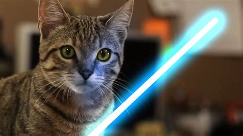 Jedi Kitten The Force Awakens Youtube