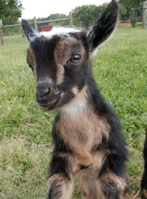 Kid Goat Look At Me Goats Cute Goats Animals