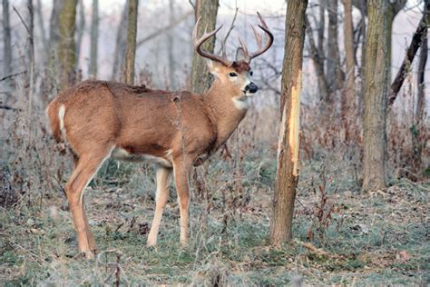 How To Effectively Understand Whitetail Rubs Bowhunter