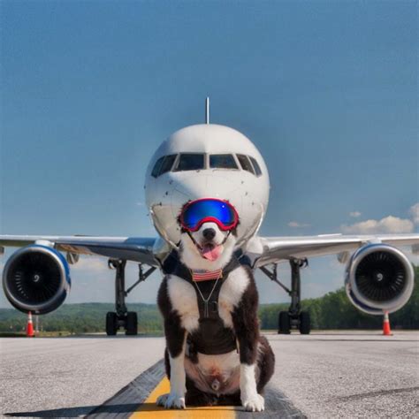 Hardworking Dog Gleefully Clears Birds From Airport Runways In Order To