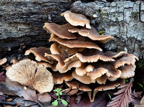 California Fungi: Lentinellus ursinus