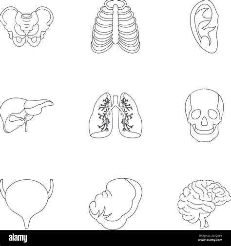 Internal Organs Icons Set Outline Style Stock Vector Image And Art Alamy