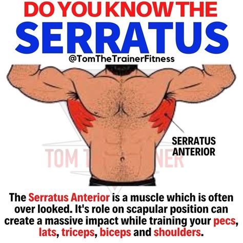 Three Ways To Target The Serratus Anterior And Strengthen It For A
