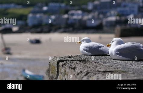 English Sea Birds Stock Videos And Footage Hd And 4k Video Clips Alamy