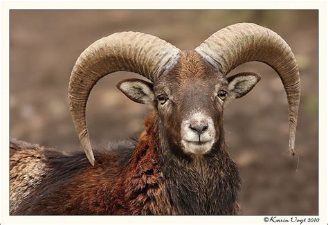 Cyprus Mouflon Agrino In