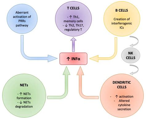 Ijms Free Full Text Unraveling The Link Between Interferon α And