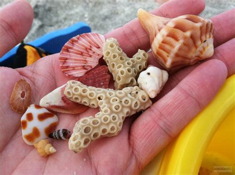 Back 2 Tha Beach Sanibel Sea Shells Sanibel Island