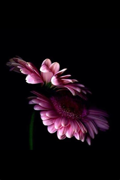 [47+] Dark Pink Wallpaper for iPhone | WallpaperSafari.com