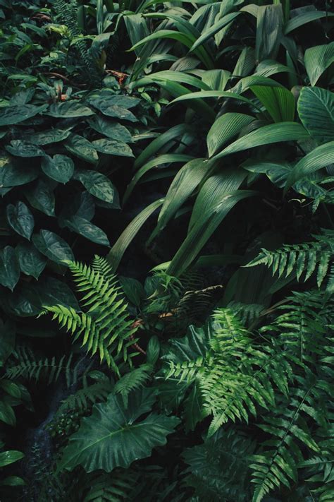 Green Plant Aesthetic Wallpapers On Wallpaperdog