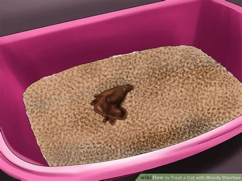 Reasons for blood in cats' stools. 3 Ways to Treat a Cat with Bloody Diarrhea - wikiHow