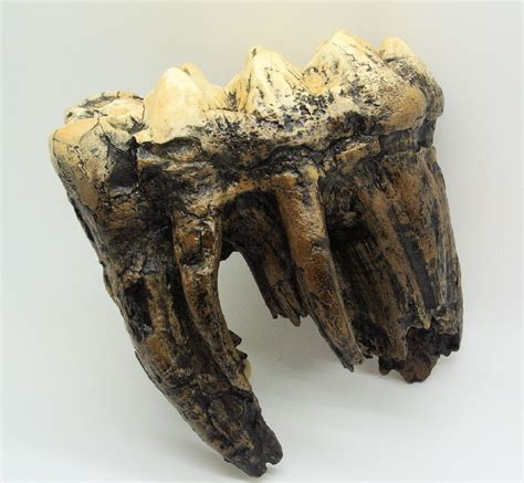 American Mastodon Tooth Replica Skeletons And Skulls Superstore