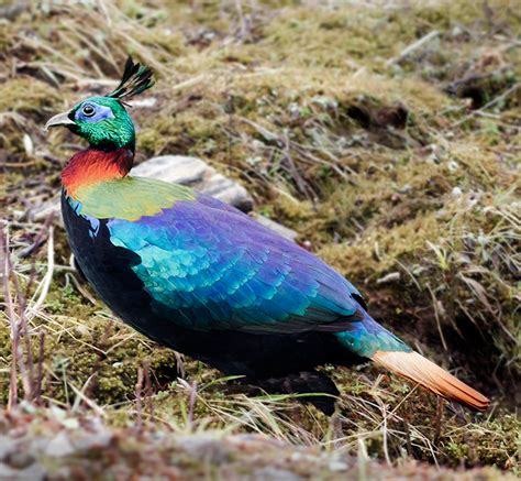 Rare Animal And Bird Found In Nepal The Himalayan Monal