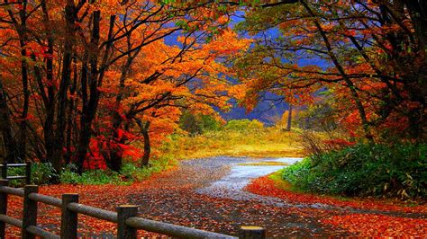Free Download Autumn Tree In Fall Hd Desktop Wallpaper Background