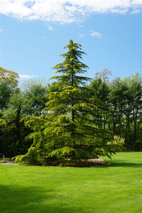 The lowest of the dwarf cedars, with a unique spreading form that rarely develops a leader. Pinetum Extension Collection Archives - Bayard Cutting ...