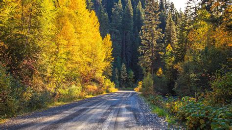 Download Wallpaper 1920x1080 Road Forest Trees Autumn Nature Full Hd Hdtv Fhd 1080p Hd