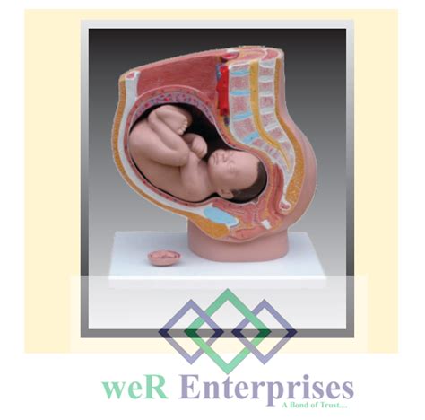 Human Female Pregnant Pelvis Section With Petus For Medical At Rs 9790