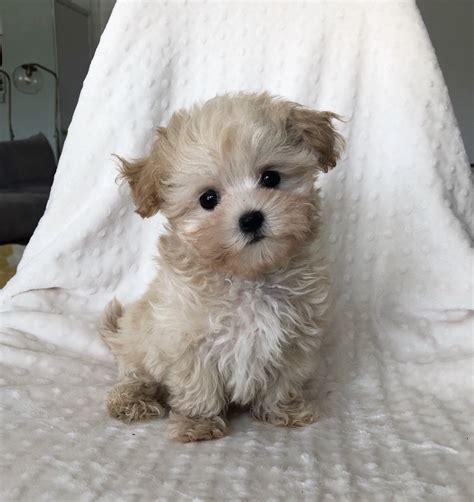 Teacup Maltipoo Puppy Male For Sale Iheartteacups